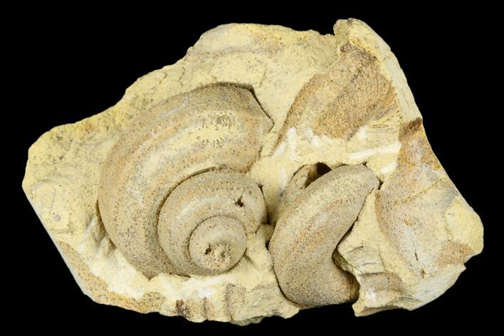 Ordovician Gastropod (Trochonema) Fossil - Wisconsin #174395